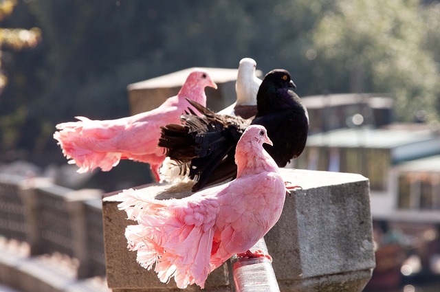 復制阿賈克 復制阿賈克