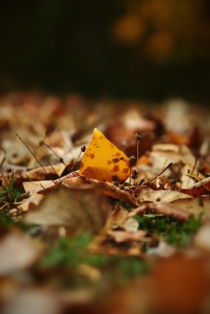 庫里的表現 庫里的表現