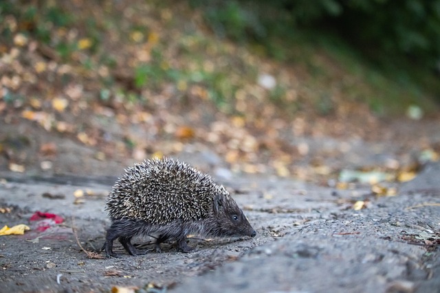 在中国逐渐 在中国逐渐